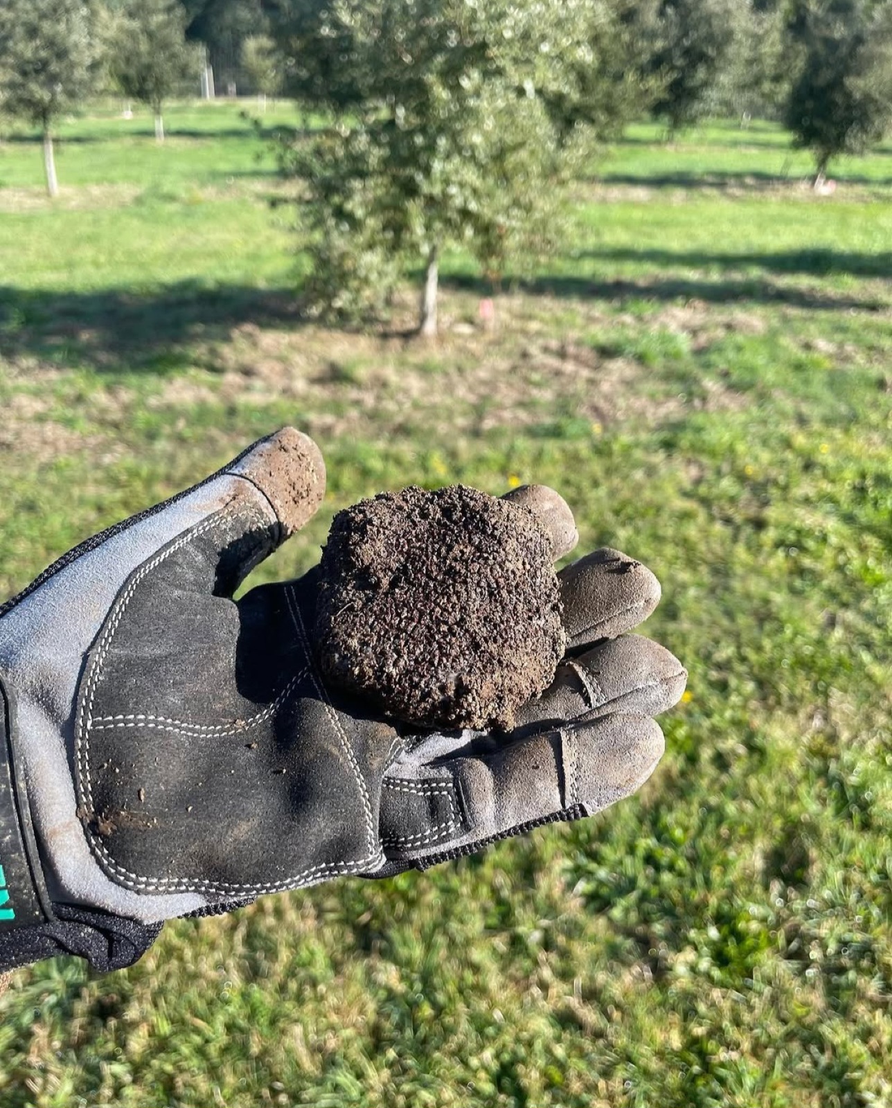 Ferrier Black Winter Truffles